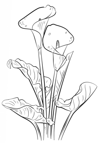 Calla Lily coloring #6, Download drawings