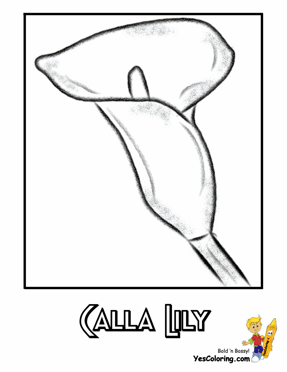 Calla coloring #10, Download drawings