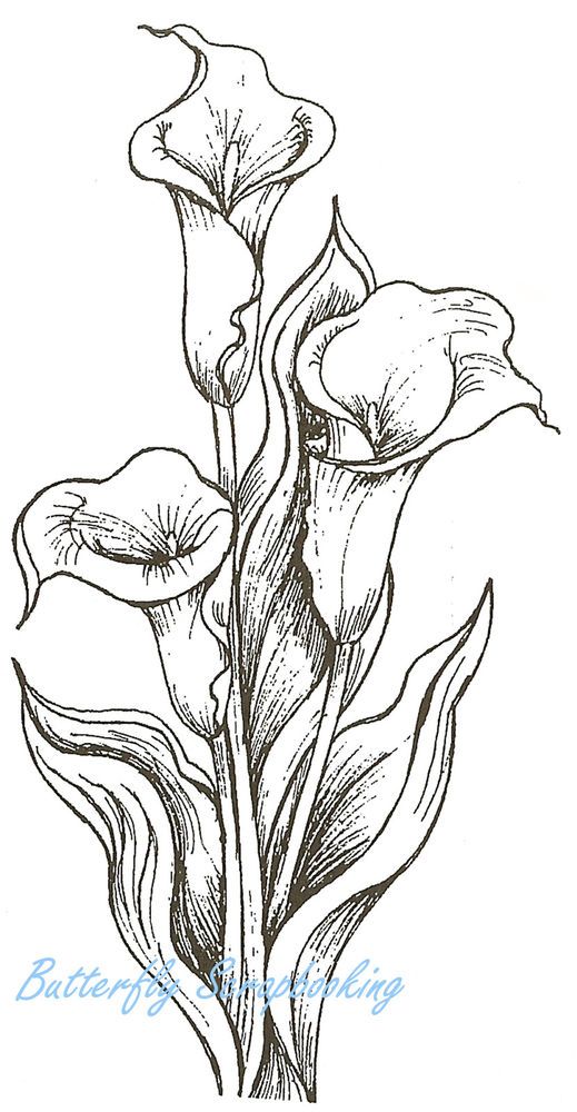 Calla Lily coloring #10, Download drawings