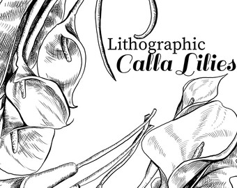 Calla Lily svg #12, Download drawings