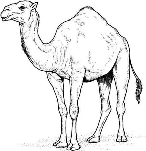 Camel Caravan coloring #9, Download drawings