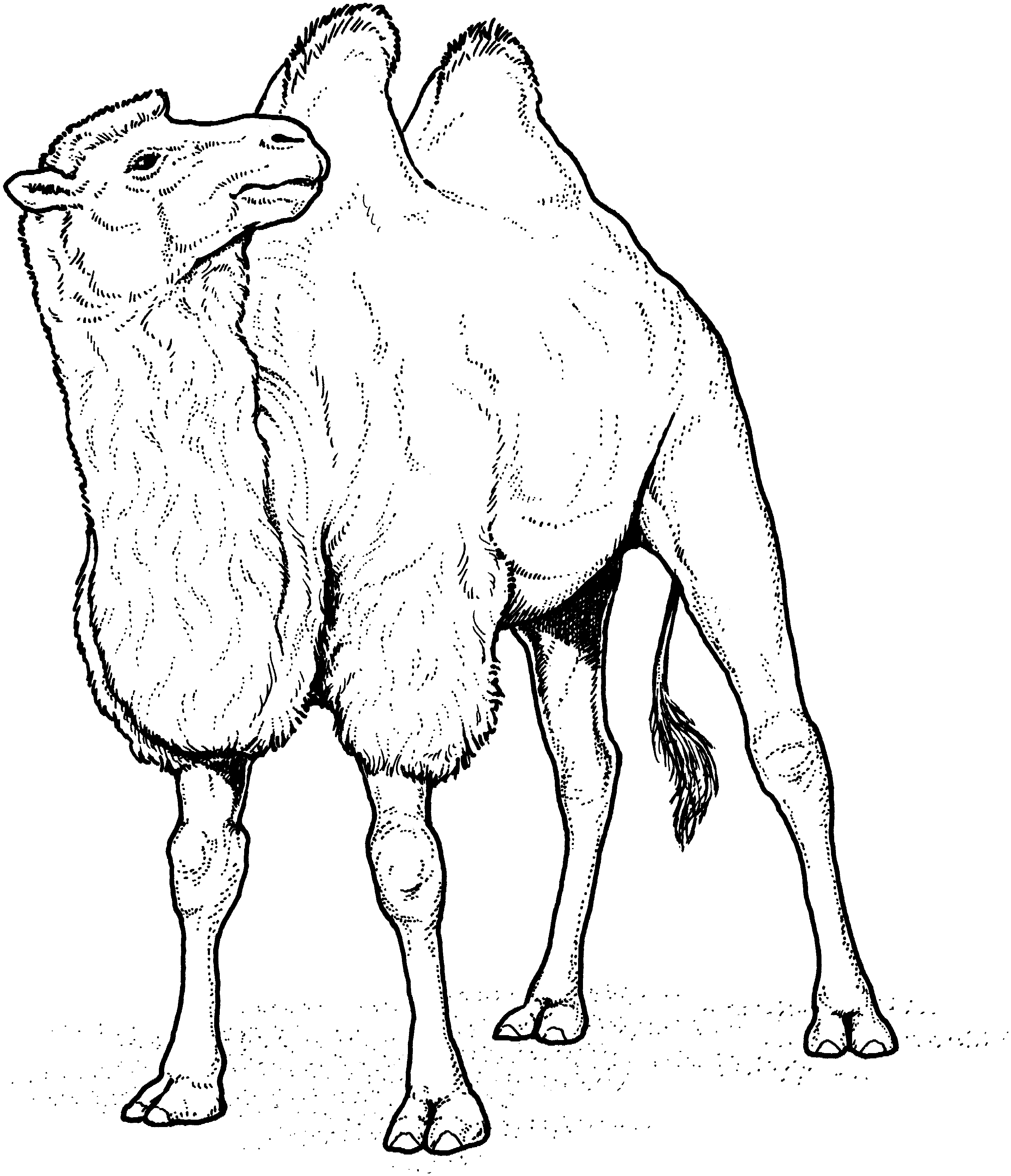 Camel Caravan coloring #18, Download drawings