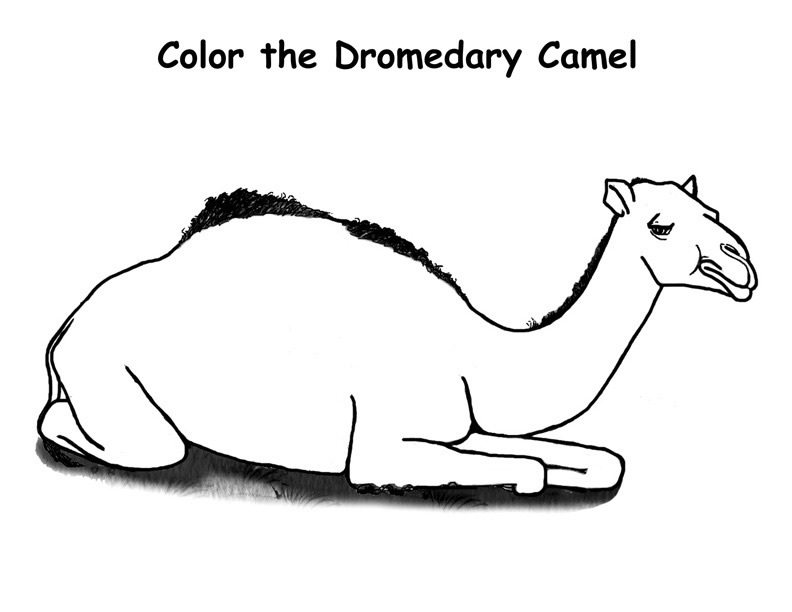 Camel Caravan coloring #13, Download drawings