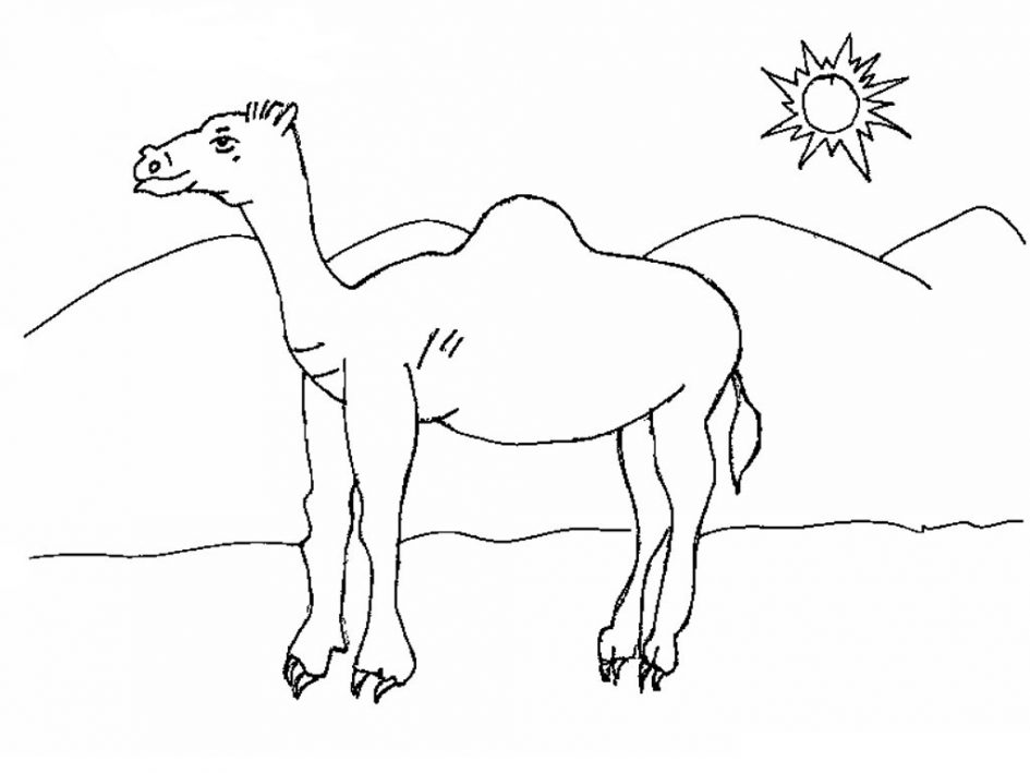 Camel Caravan coloring #14, Download drawings