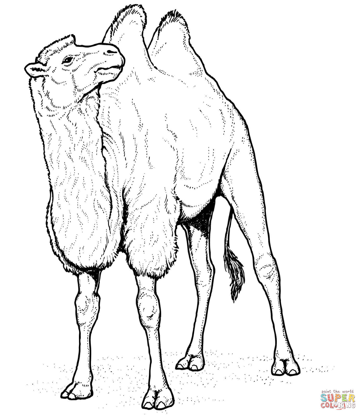 Camel coloring #15, Download drawings