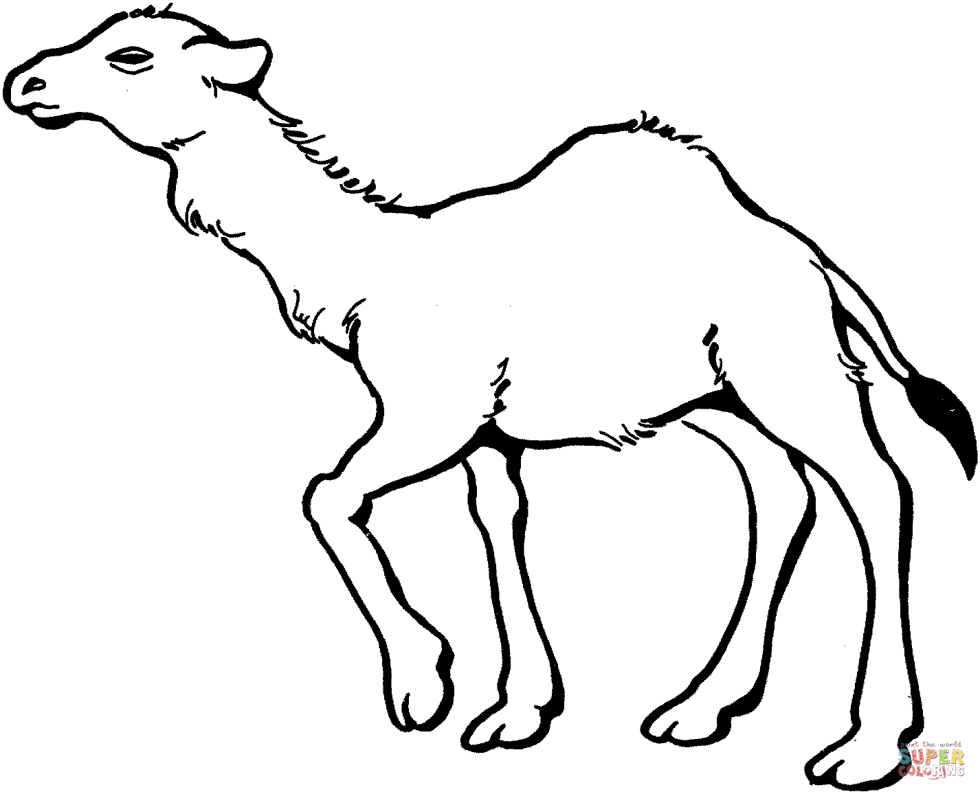 Camel coloring #7, Download drawings
