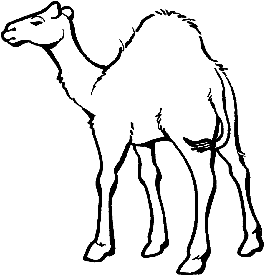 Camel coloring #1, Download drawings