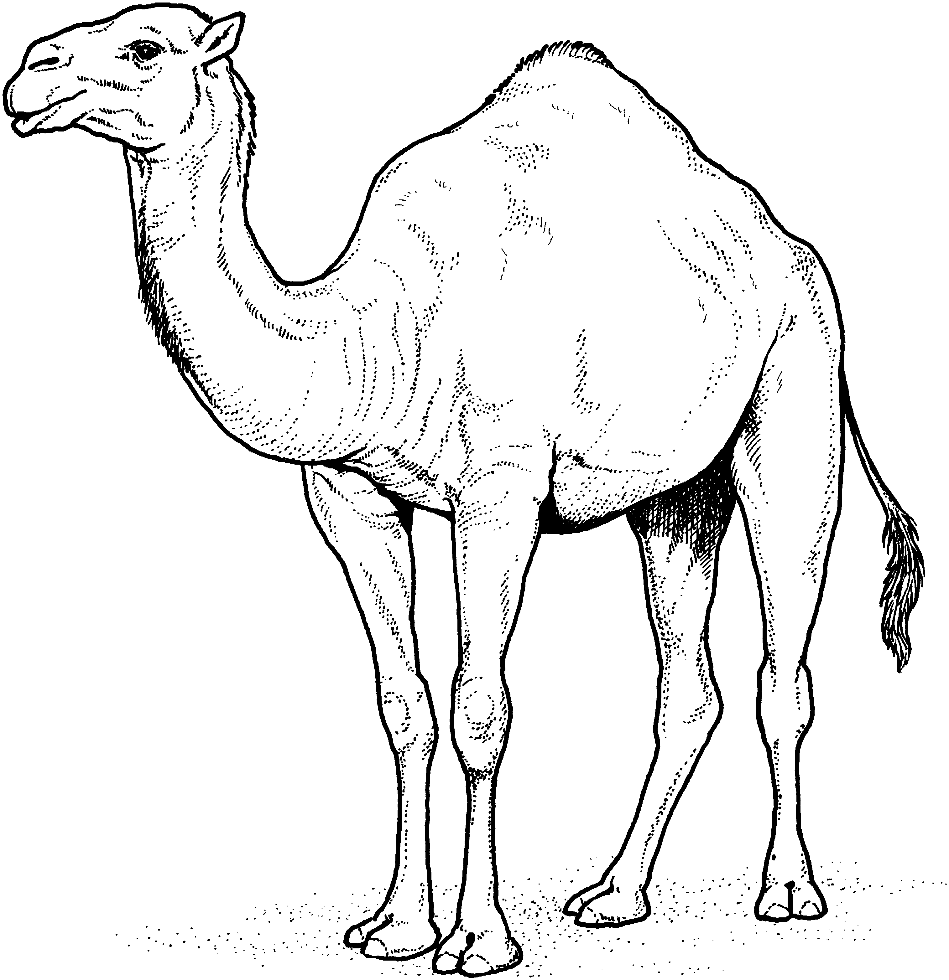 Camel coloring #8, Download drawings