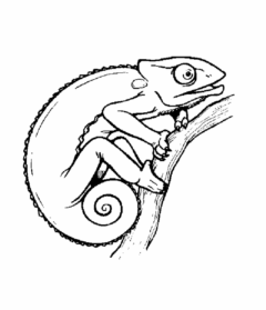 Chameleon coloring #9, Download drawings