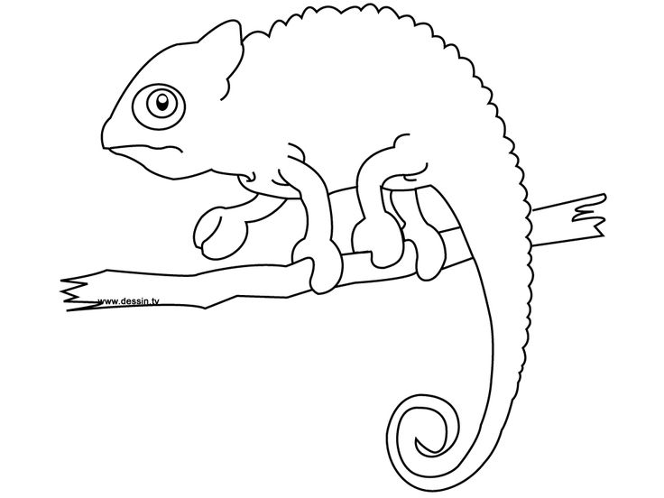 Jackson's Chameleon coloring #17, Download drawings