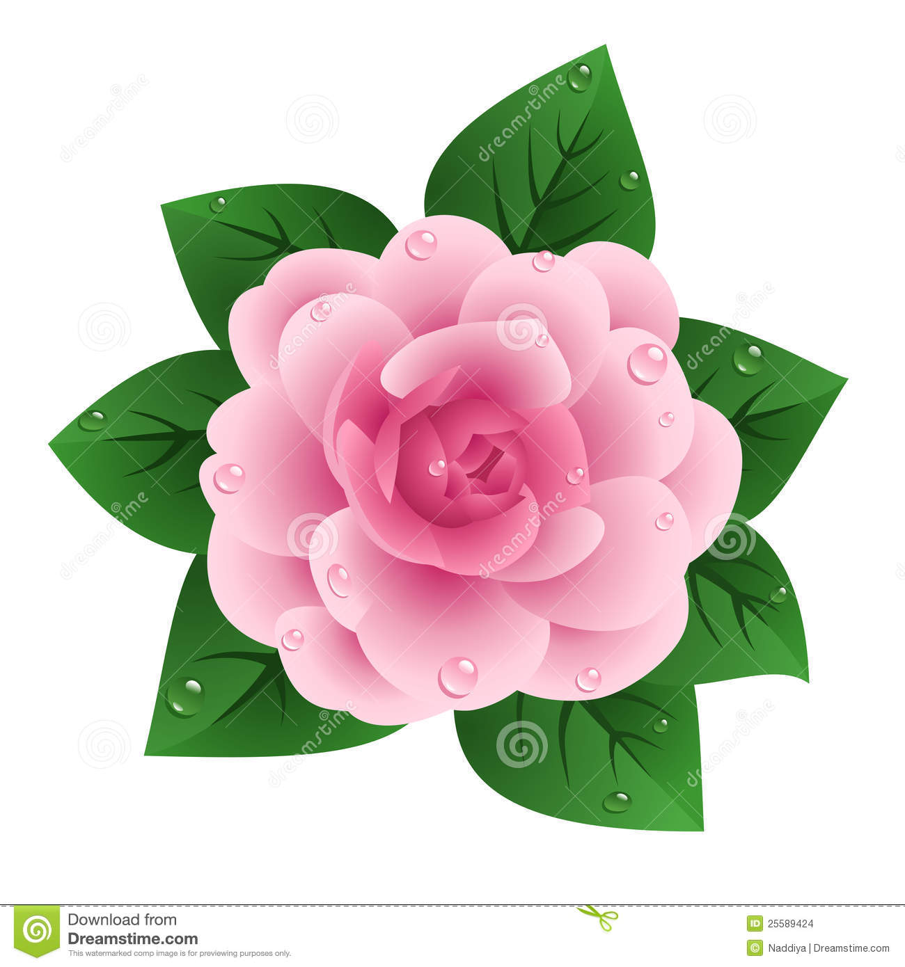 Camellia clipart #20, Download drawings