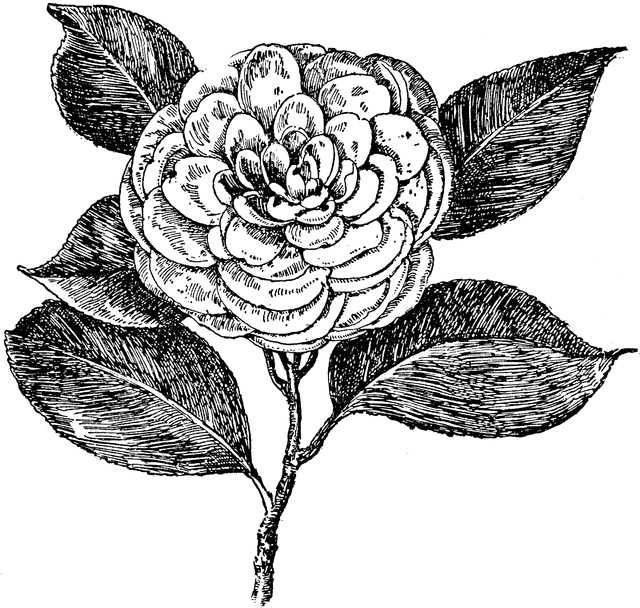 Camellia clipart #4, Download drawings