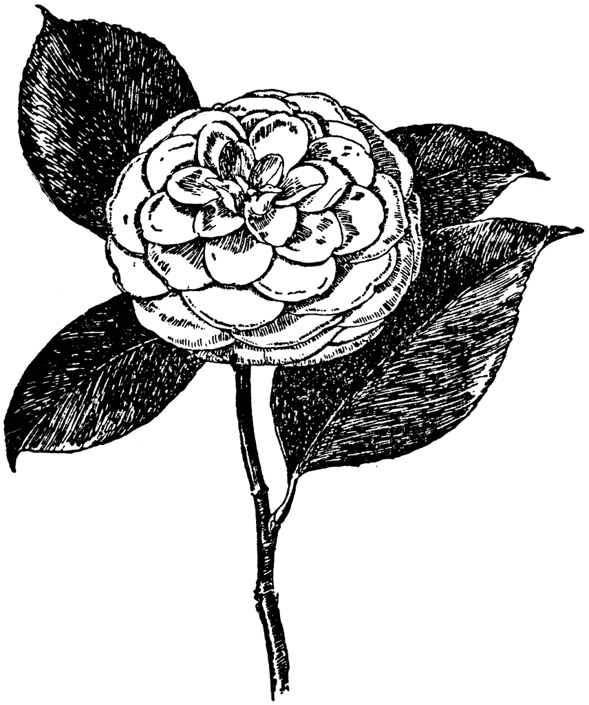 Camellia clipart #2, Download drawings