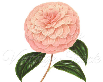 Camellia clipart #9, Download drawings