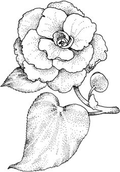 Camellia coloring #1, Download drawings
