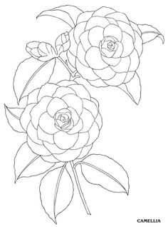 Camellia coloring #15, Download drawings