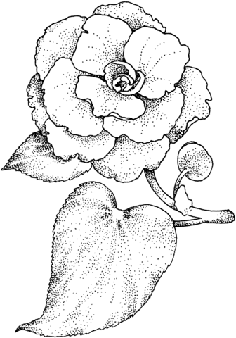 Camellia coloring #2, Download drawings
