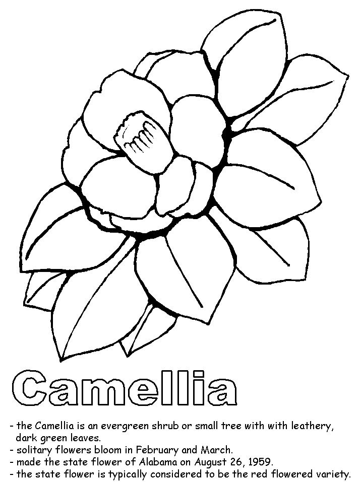 Camellia coloring #20, Download drawings
