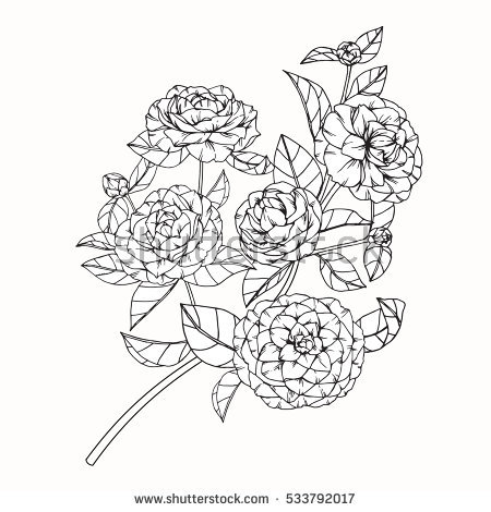 Camellia coloring #4, Download drawings