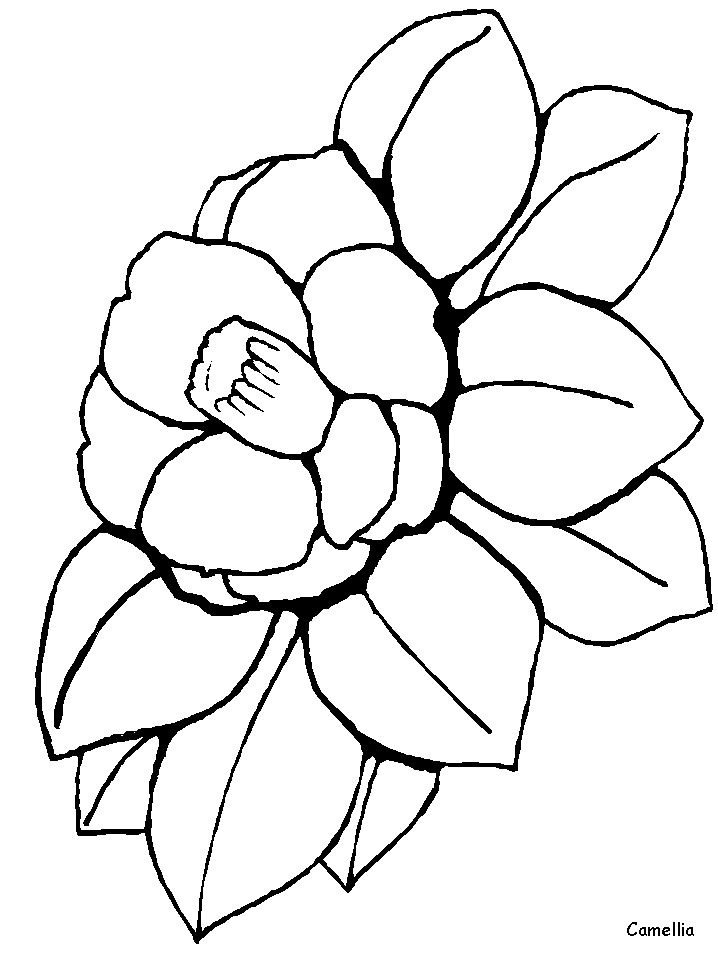 Camellia coloring #19, Download drawings