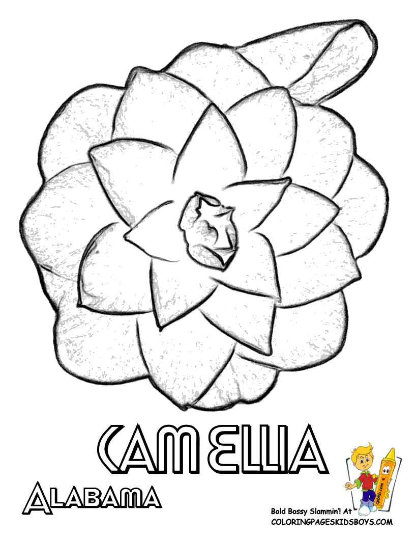 Camellia coloring #16, Download drawings
