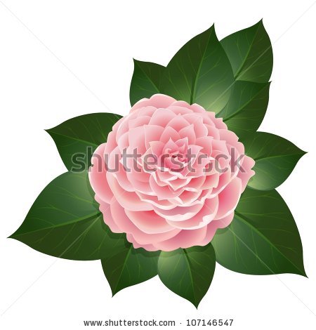 Camellia svg #17, Download drawings