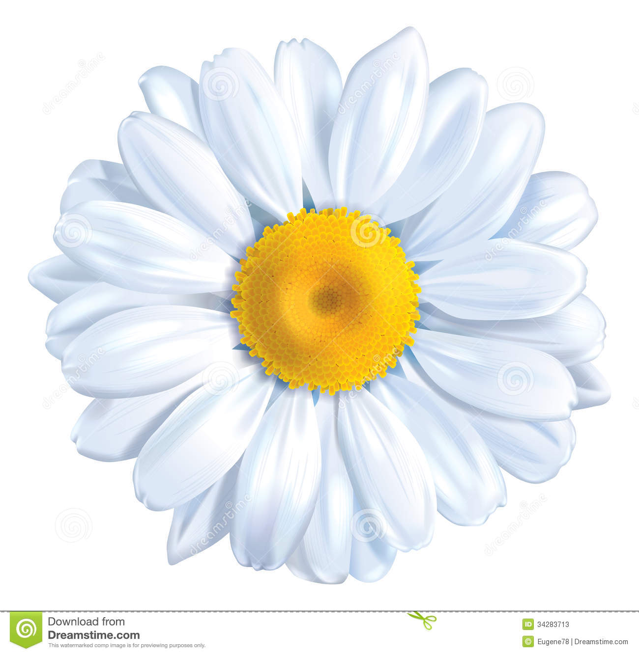 Camomile clipart #19, Download drawings