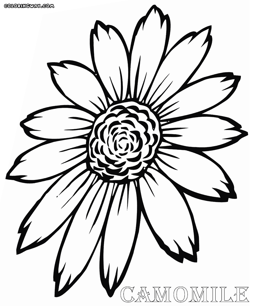 Camomile coloring #20, Download drawings