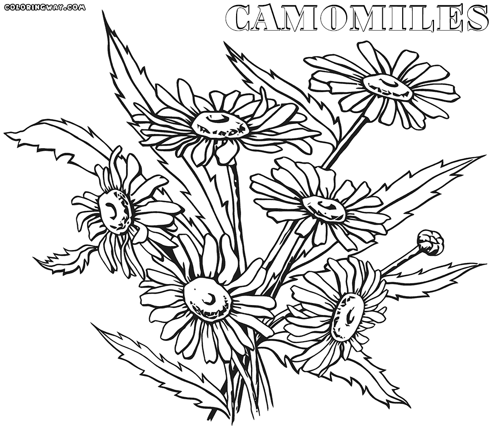 Camomile coloring #6, Download drawings