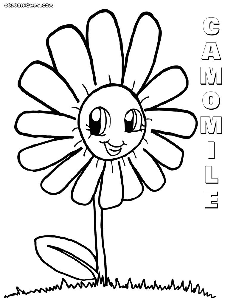 Camomile coloring #10, Download drawings