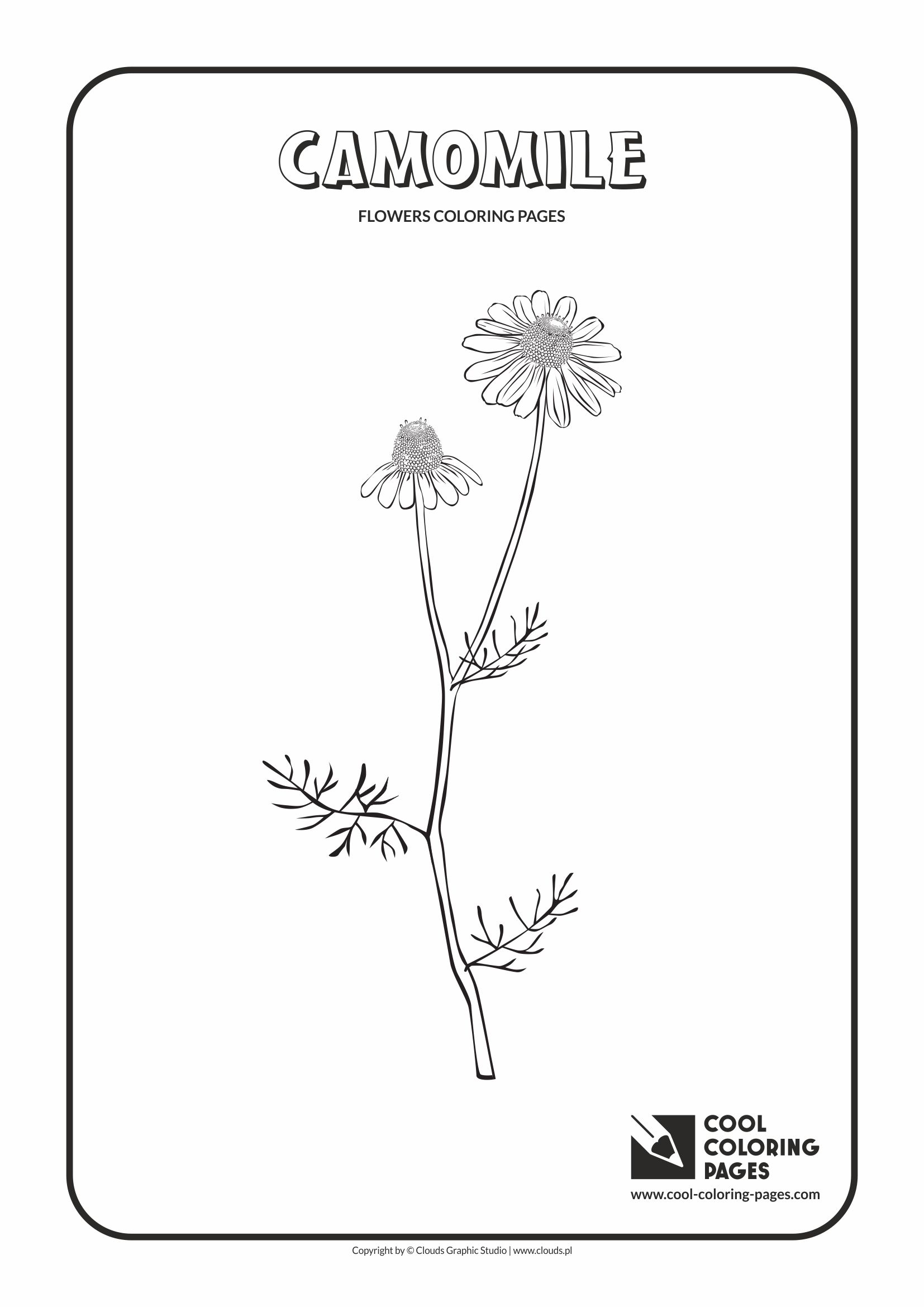 Camomile coloring #3, Download drawings