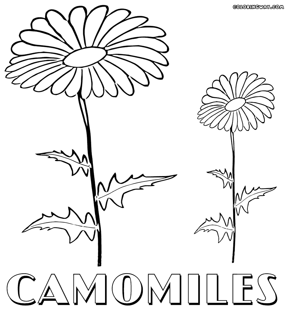 Chamomile coloring #18, Download drawings