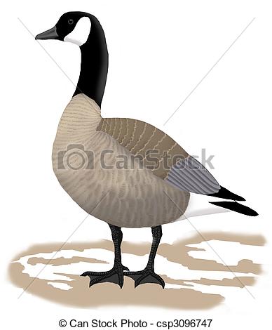 Canada Goose clipart #20, Download drawings