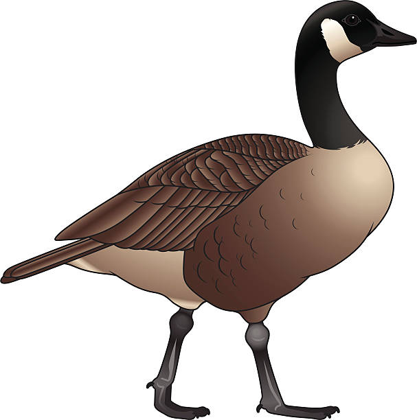 Canada Goose clipart #9, Download drawings