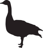 Canada Goose clipart #1, Download drawings