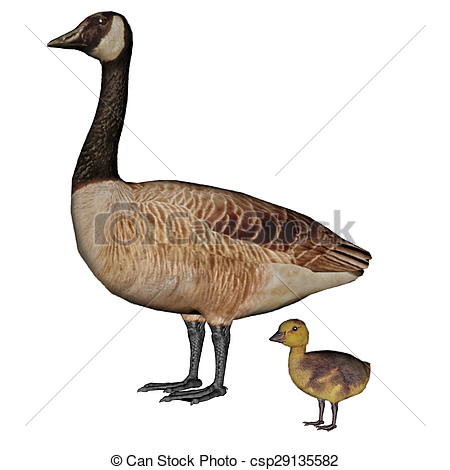 Canada Goose clipart #15, Download drawings