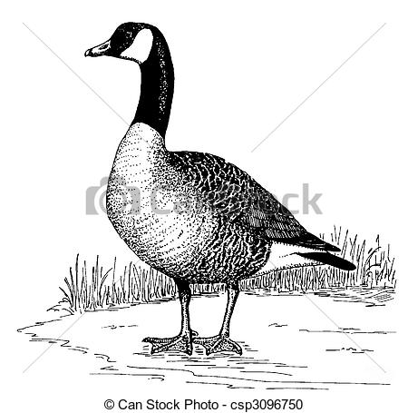 Canada Goose clipart #17, Download drawings