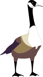 Canada Goose clipart #14, Download drawings