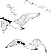 Canada Goose coloring #13, Download drawings