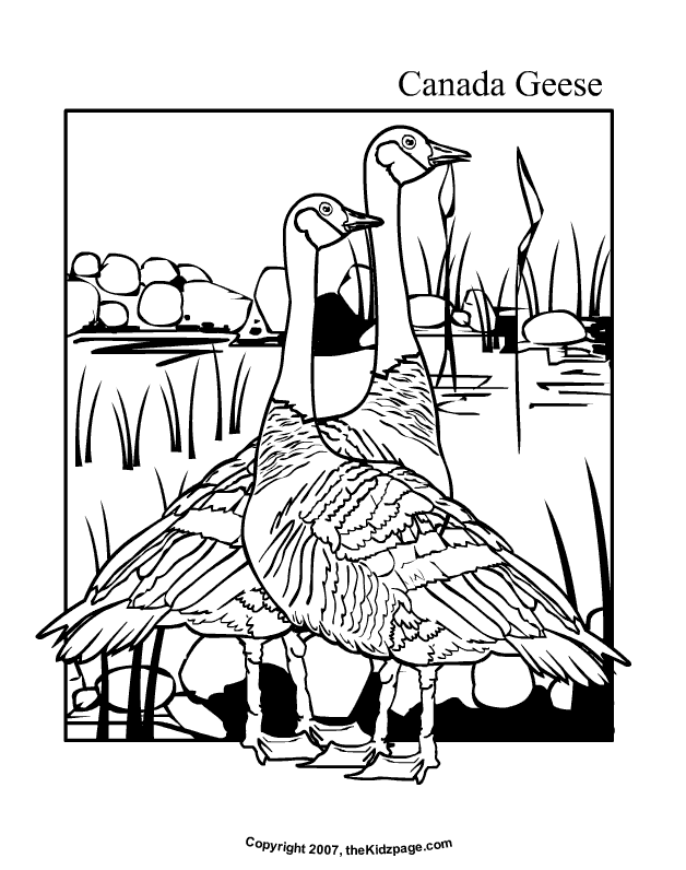 Canada Goose coloring #9, Download drawings