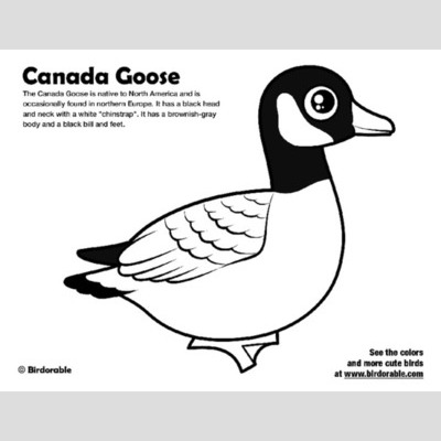 Canada Goose coloring #15, Download drawings