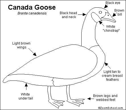 Canada Goose coloring #10, Download drawings