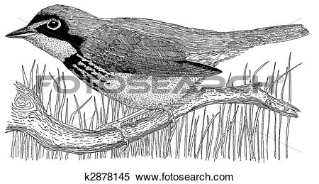 Canada Warbler clipart #16, Download drawings