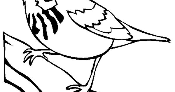 Canada Warbler coloring #13, Download drawings