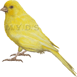 Canary clipart #6, Download drawings