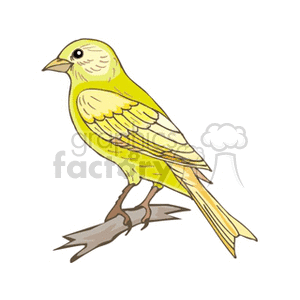 Canary clipart #12, Download drawings