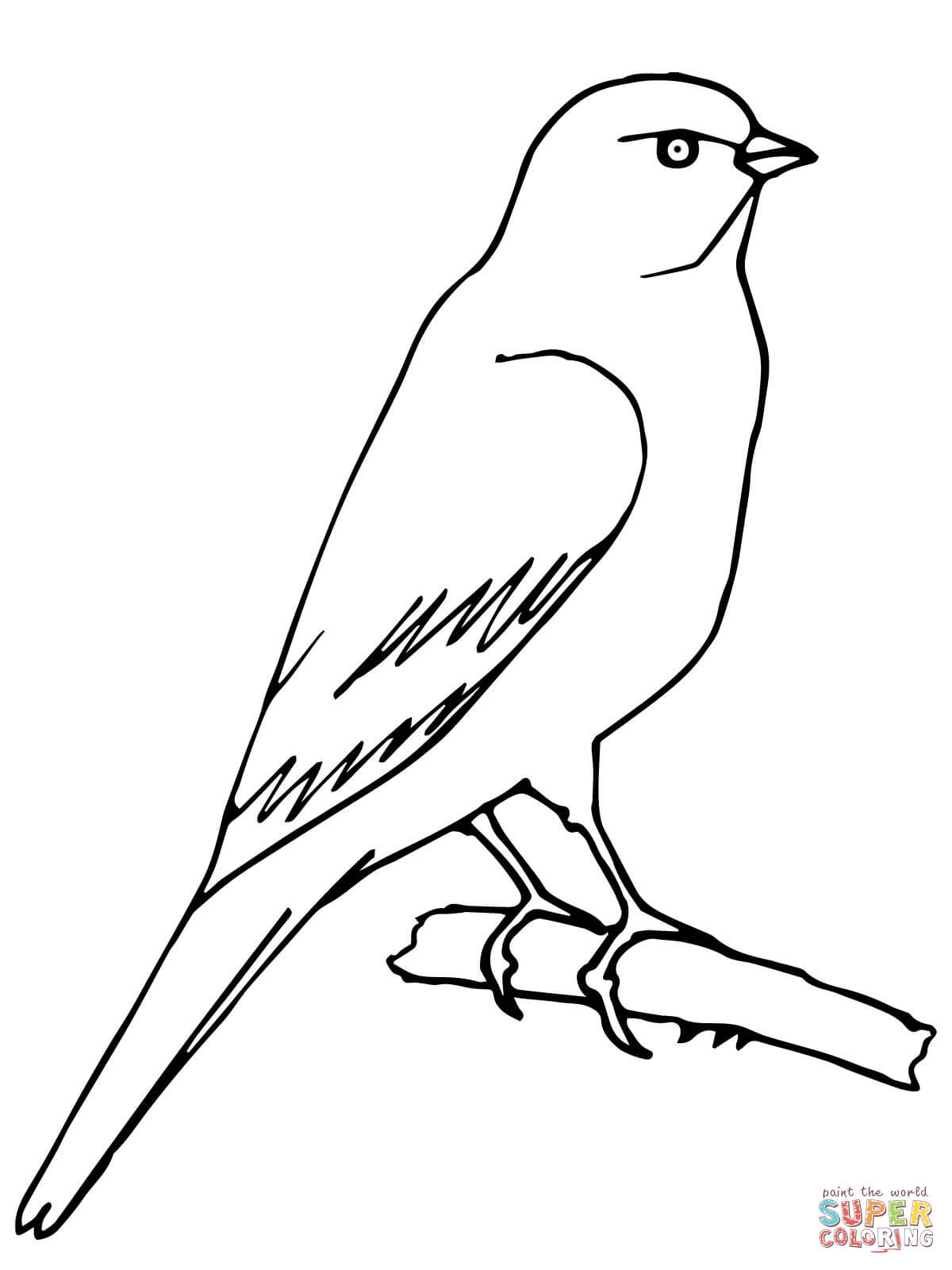 Canary coloring #3, Download drawings