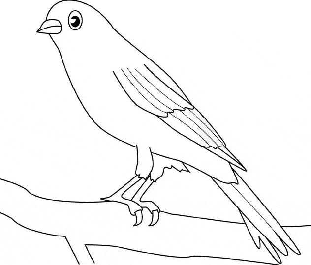 Canary coloring #10, Download drawings