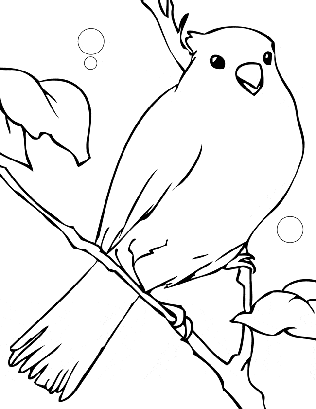 Canary coloring #5, Download drawings