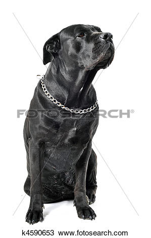 Cane Corso clipart #10, Download drawings